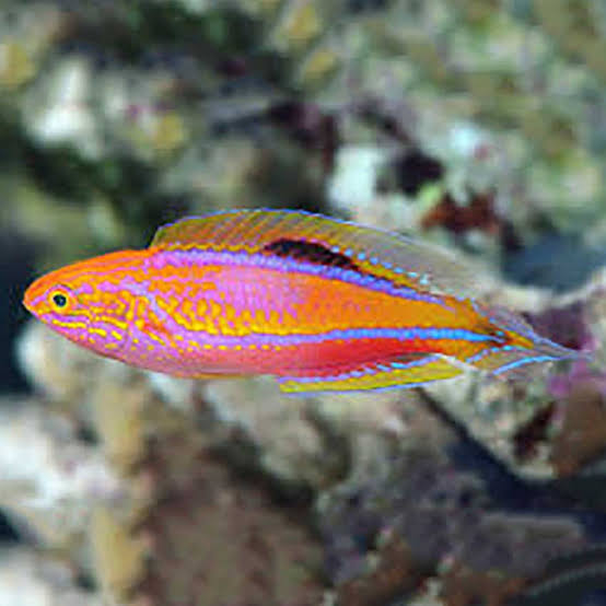 Exotic - Pintail Fairy Wrasse (Male)