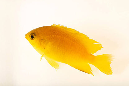 Lemon Damselfish