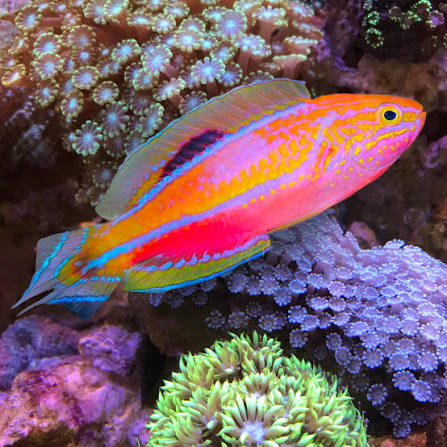 Exotic - Pintail Fairy Wrasse (Male)
