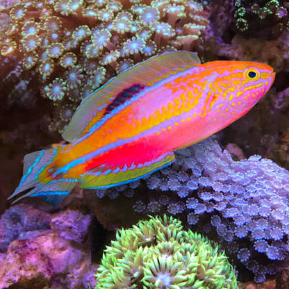 Exotic - Pintail Fairy Wrasse (Male)