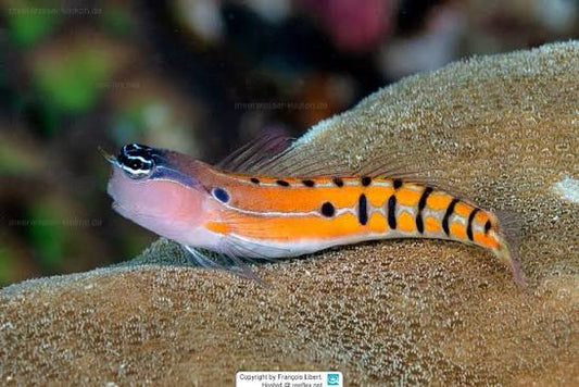 Latticed Blenny