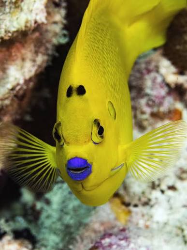 Three-spot Angelfish / Blue lipstick Anglefish