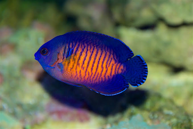 Exotic - Super Purple Coral Beauty Angelfish