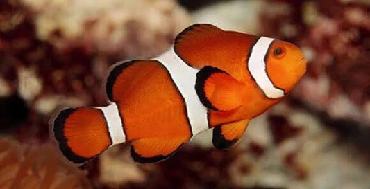 Orange Ocellaris Clownfish (Nemo)