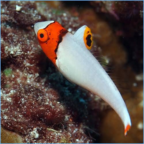 Bicolor Parrotfish