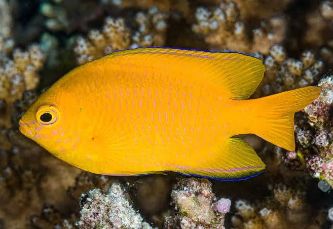 Lemon Damselfish