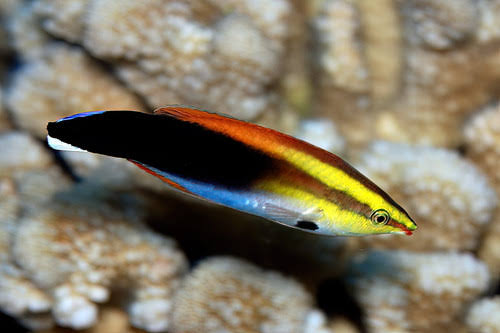 False Bluestreak Wrasse