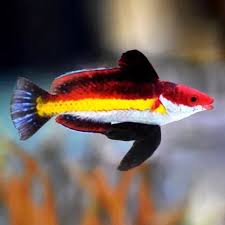 Naoko's Fairy Wrasses