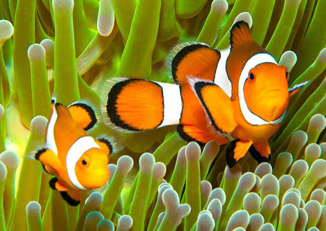 Orange Ocellaris Clownfish - Breeding Pair