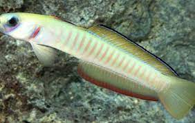 Zebra Goby