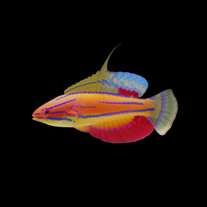Carpenter's Wrasse