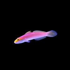 Exotic - Bella Rose Goby