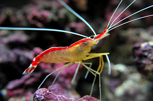 Cleaner shrimp / Scarlet Skunk Cleaner Shrimp