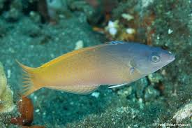 Purpleheaded Wrasse (Rare)
