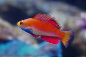 Exotic - Pintail Fairy Wrasse (Male)