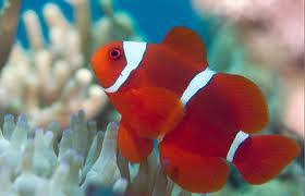 Maroon Clown Fish
