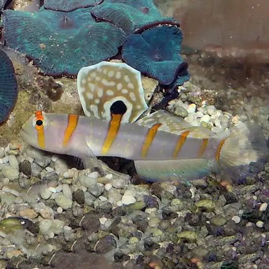 Randall's prawn goby (Very Rare)