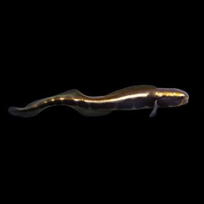 Exotic - Engineer goby (Juv)