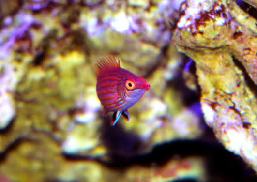 Pink Streaked Pygmy Wrasse (Reef Safe)