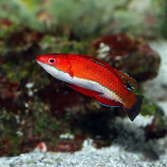 Social Fairy Wrasse
