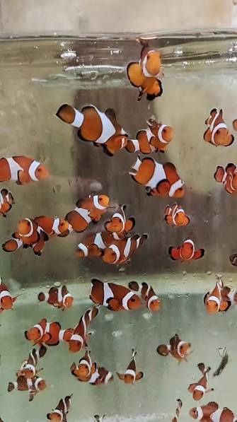 Exotic - Pop Red Wild Percula Clown