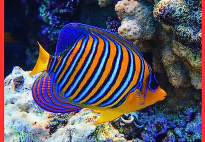 The Royal Angelfish / Regal Angelfish