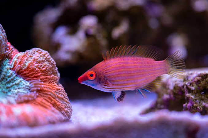 Pink Streaked Pygmy Wrasse (Reef Safe)