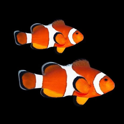 Wild Orange Ocellaris Clownfish - Pair