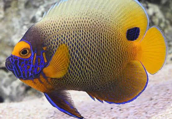 Blue Face Angelfish