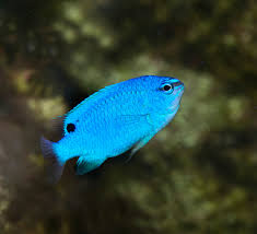 Blue Devil Damsel