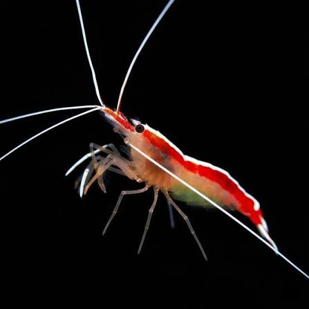 Cleaner shrimp / Scarlet Skunk Cleaner Shrimp