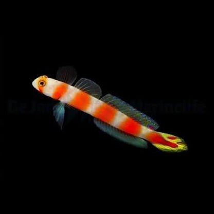 Pinkbar Goby