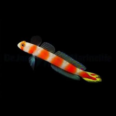 Pinkbar Goby