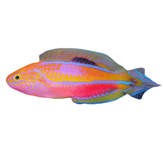 Exotic - Pintail Fairy Wrasse (Male)