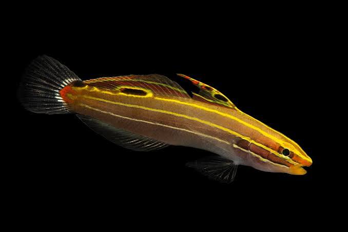 Hector's goby