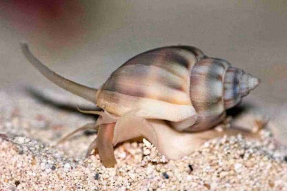 Nassarius sea snail - Best Sand Cleaner (Cleaner Crew)