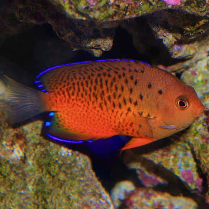 Exotic - Rusty Angelfish