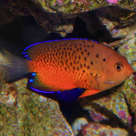 Exotic - Rusty Angelfish