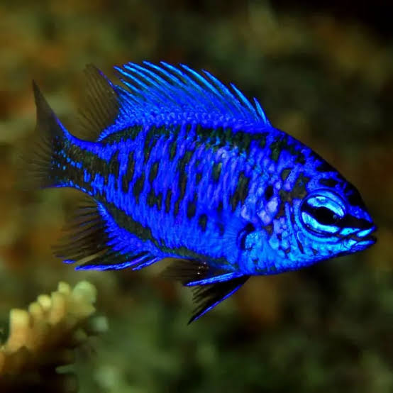 Springer's Blue Damsel