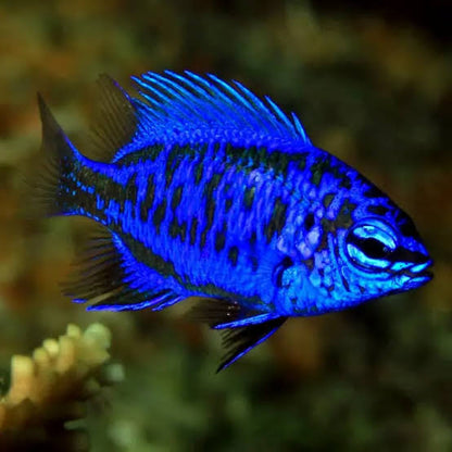 Springer's Blue Damsel