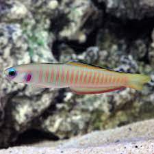 Zebra Goby