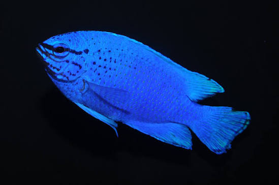 Blue Devil Damsel