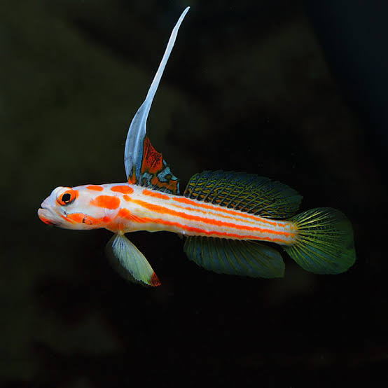 Yasha goby
