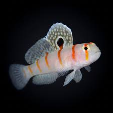Randall's prawn goby (Very Rare)