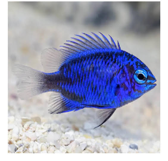 Springer's Blue Damsel