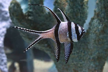 Bangai Cardinal