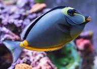 Naso Tang (Black Fin) - Indonesia