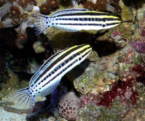 Grammistes Blenny