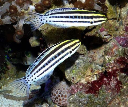 Grammistes Blenny