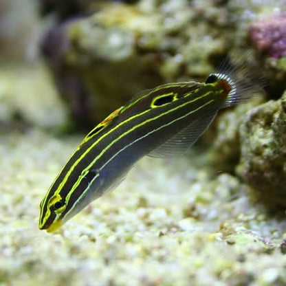 Hector's goby